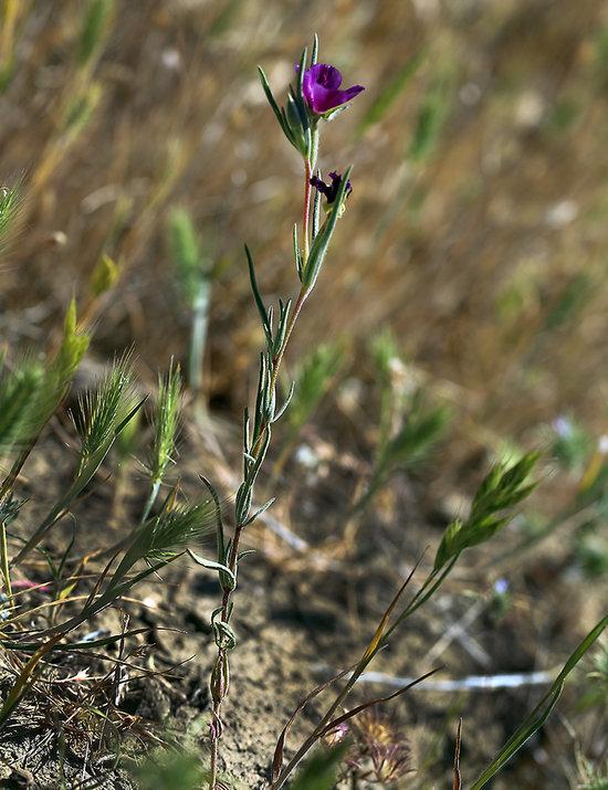 Image of winecup clarkia