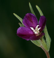 Image of winecup clarkia