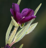 Image of winecup clarkia