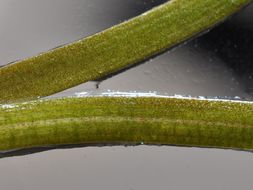 Image of grassleaf mudplantain