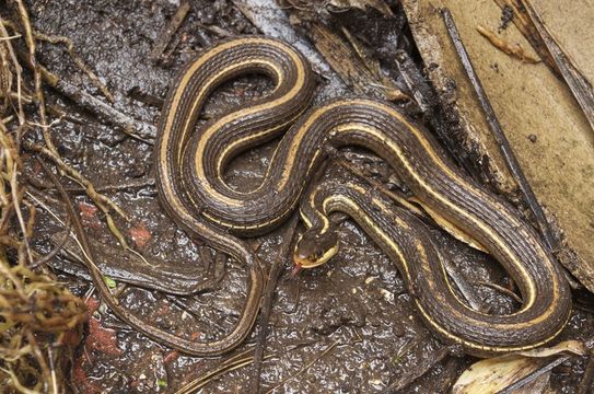 Слика од Thamnophis fulvus (Bocourt 1893)