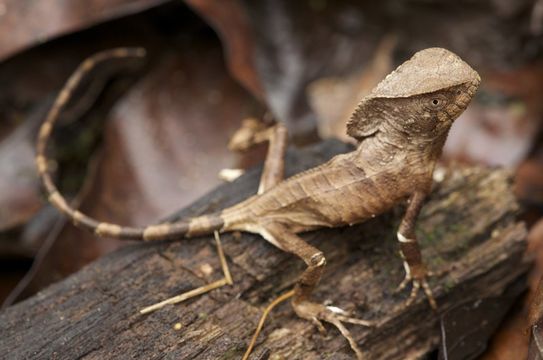 Image of Hernandez's helmeted iguana