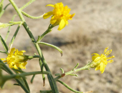 Image of San Joaquin snakeweed