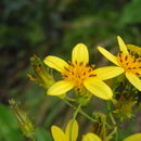 Imagem de Bidens forbesii Sherff