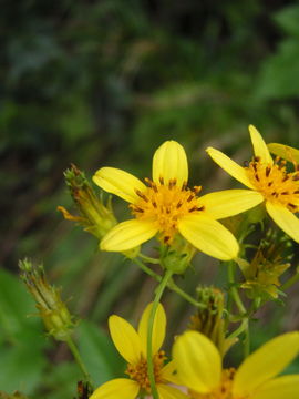 صورة Bidens forbesii Sherff