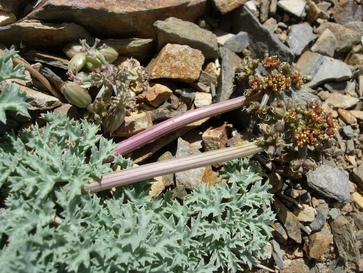 Image of Owens Peak desertparsley