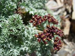 Image of Owens Peak desertparsley