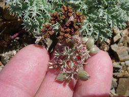 Image of Owens Peak desertparsley