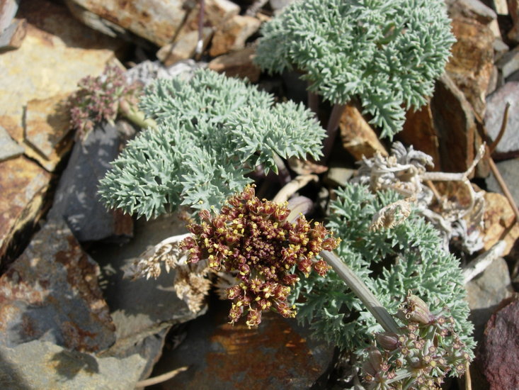 Image of Owens Peak desertparsley