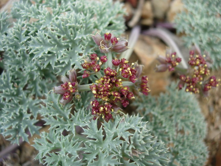 Image of Owens Peak desertparsley