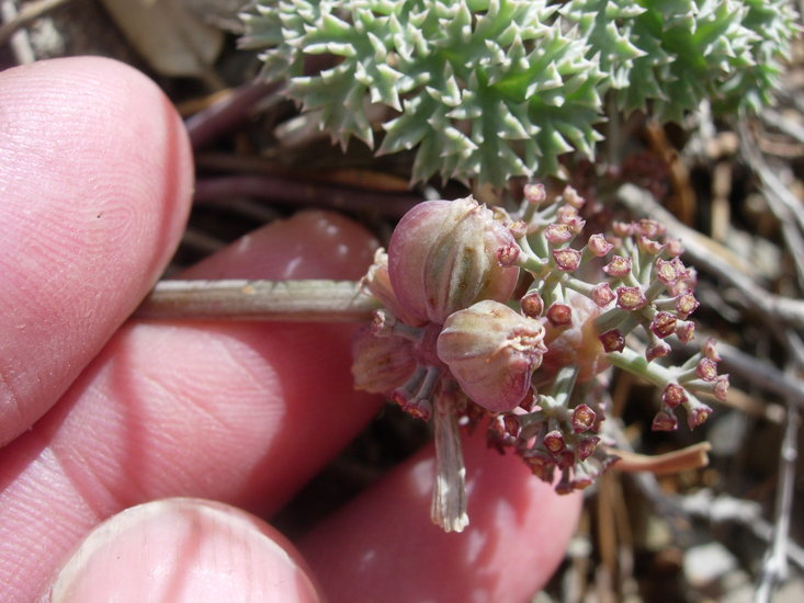 Image of Owens Peak desertparsley