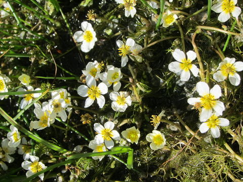 Image of Common Water-crowfoot