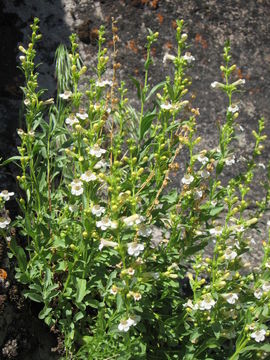 Image of scabland penstemon