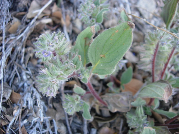 Image de Phacelia novenmillensis Munz