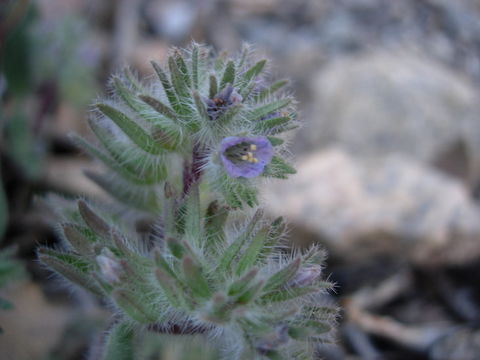 Image of Nine Mile Canyon phacelia