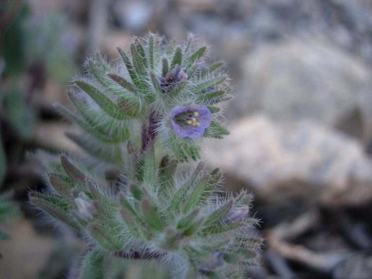 Image de Phacelia novenmillensis Munz