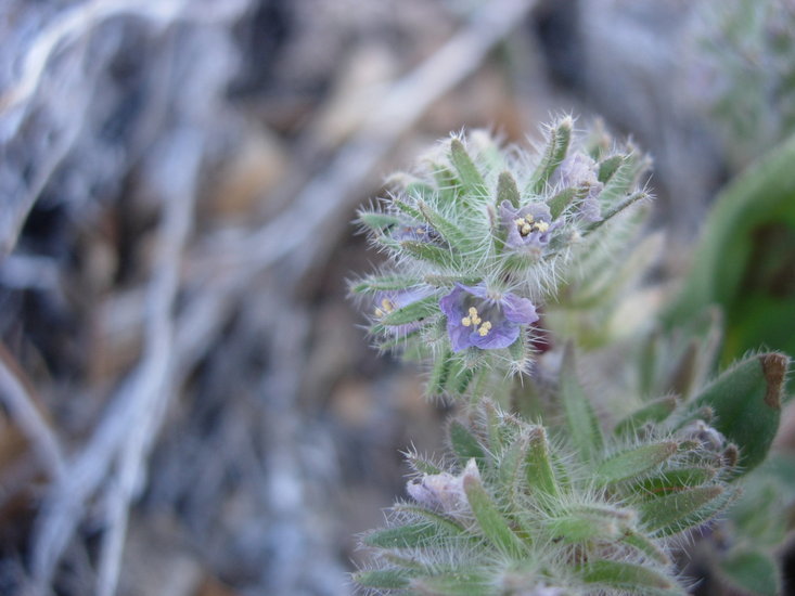 Image de Phacelia novenmillensis Munz