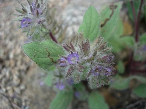 Image of Nine Mile Canyon phacelia