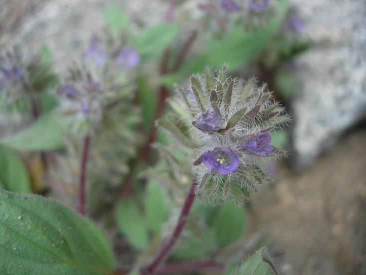 Image de Phacelia novenmillensis Munz