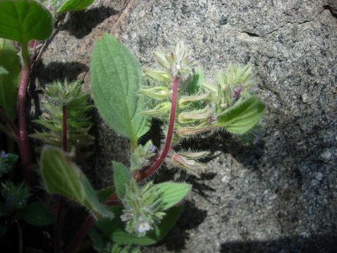 Phacelia novenmillensis Munz的圖片