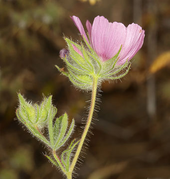 Image of fringed checkerbloom