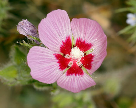 Image of fringed checkerbloom