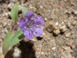 Image of low phacelia