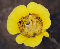 Image of yellow mariposa lily