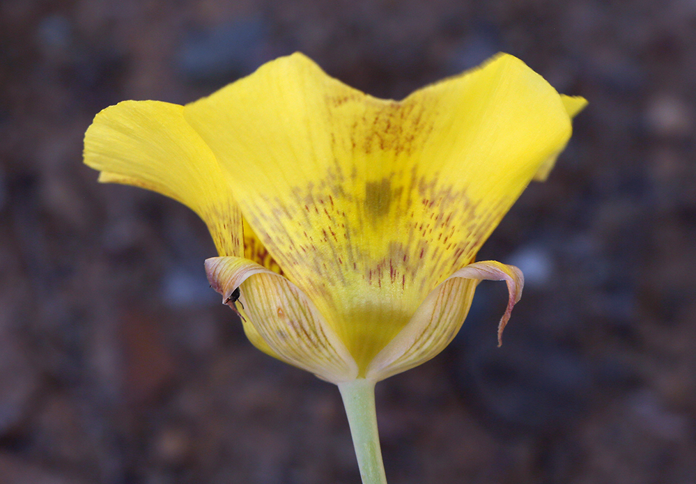 Image of yellow mariposa lily