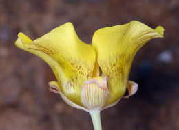 Image of yellow mariposa lily