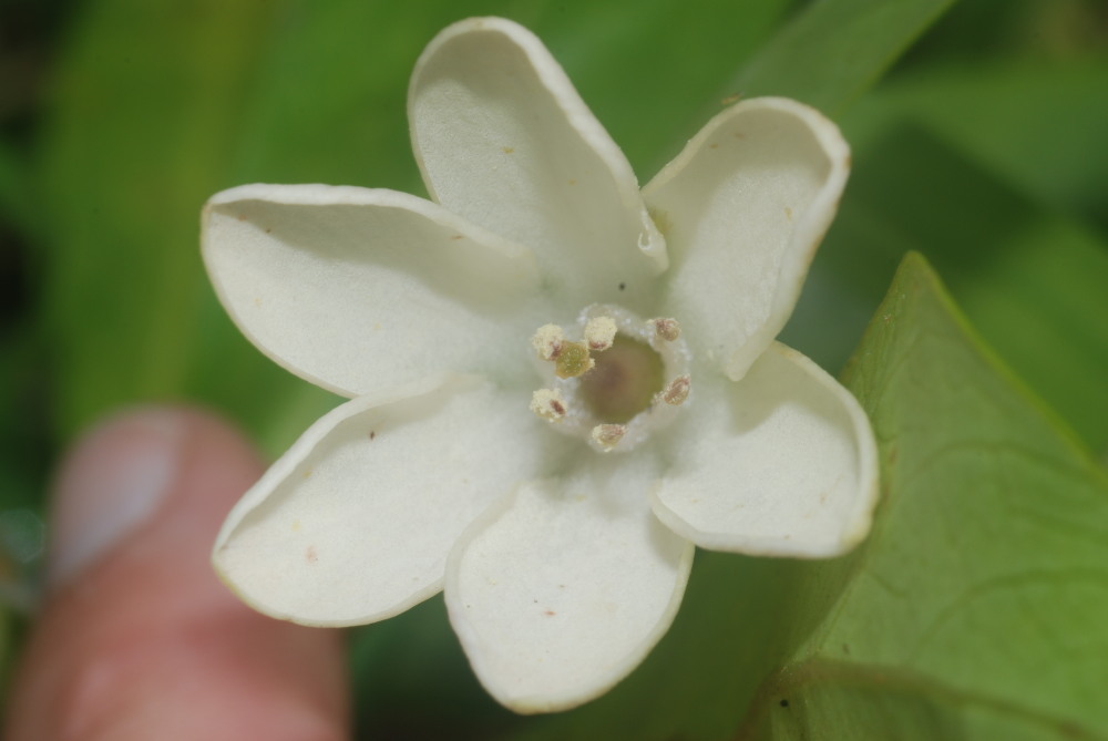 Image of Kokee Island-Loosestrife