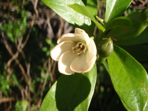 Image of Kokee Island-Loosestrife