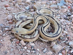 Image of Trans-pecos Rat Snake
