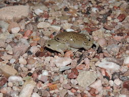 Image of Great Plains Narrowmouth Toad