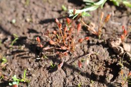 Juncus luciensis B. Ertter的圖片