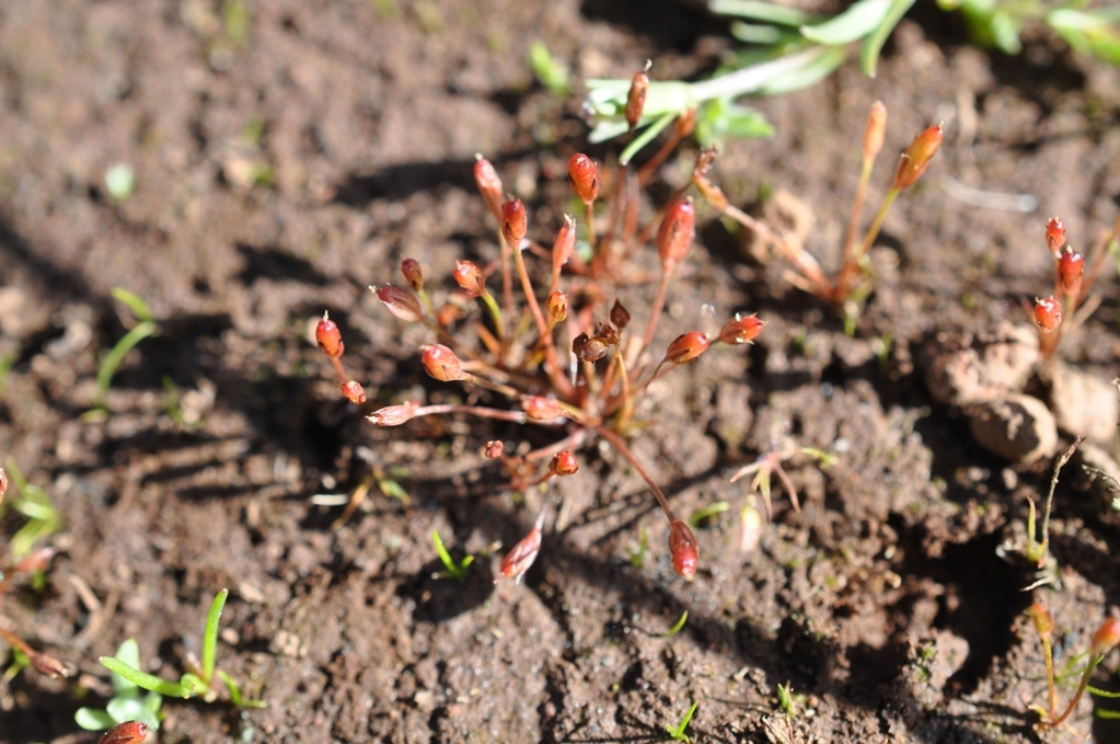 Juncus luciensis B. Ertter的圖片