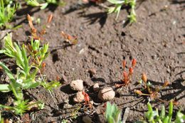 Juncus luciensis B. Ertter的圖片