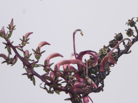 Слика од Trematolobelia kauaiensis (Rock) Skottsb.