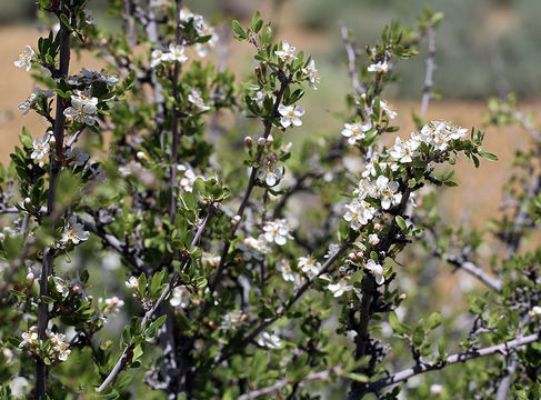 Image of wild crab apple