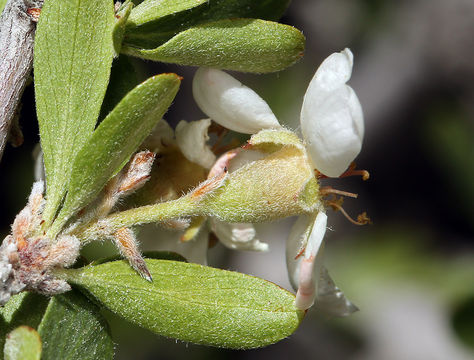 Image of wild crab apple