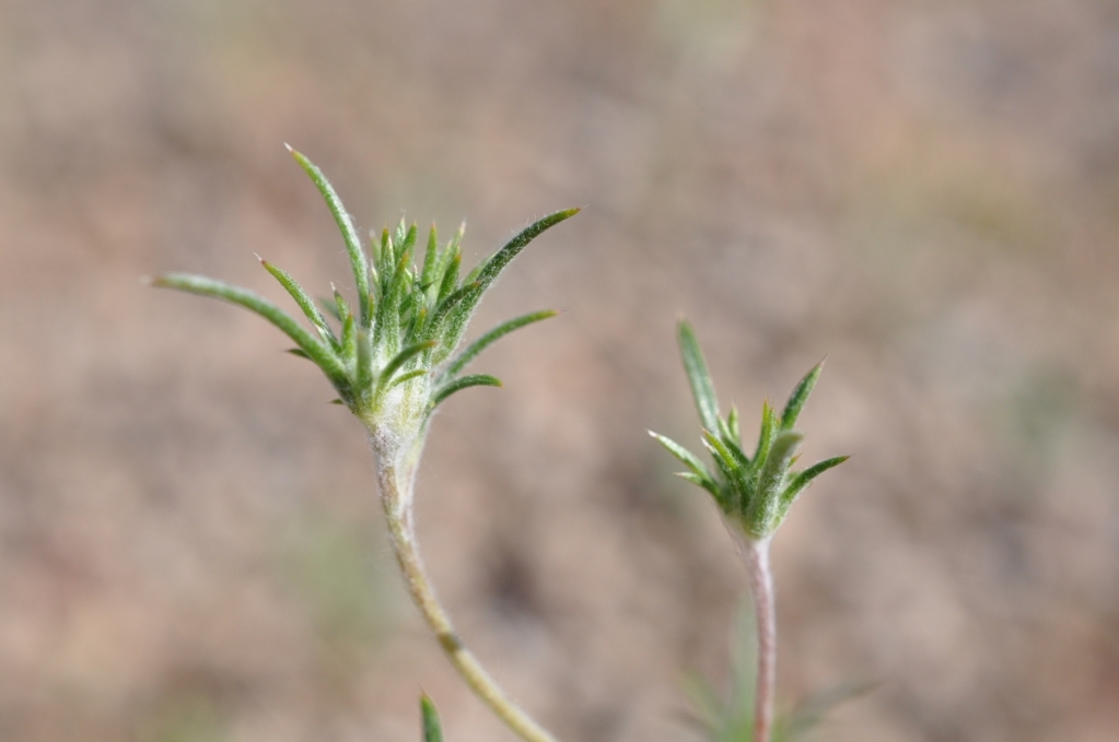 Imagem de <i>Eriastrum tracyi</i>