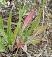 Image of bigflower agoseris