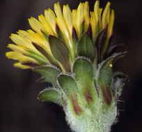 Image of bigflower agoseris