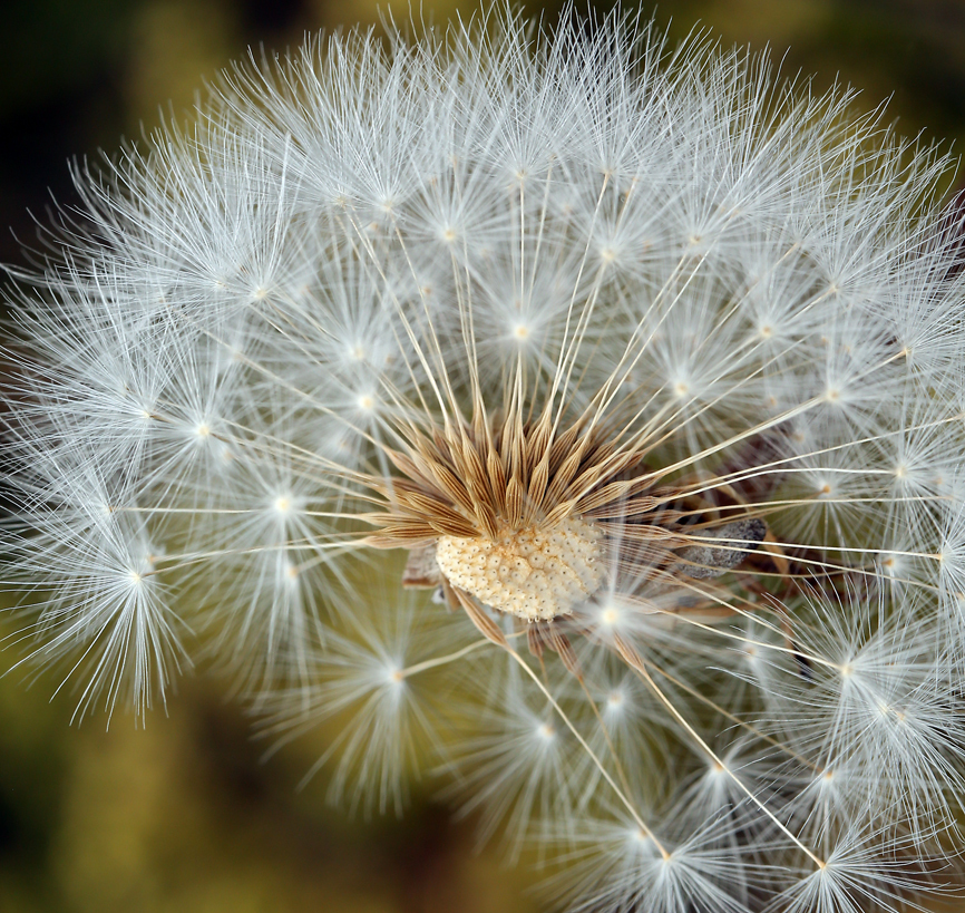 Image of bigflower agoseris