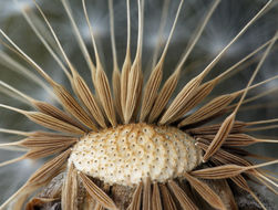 Image of bigflower agoseris