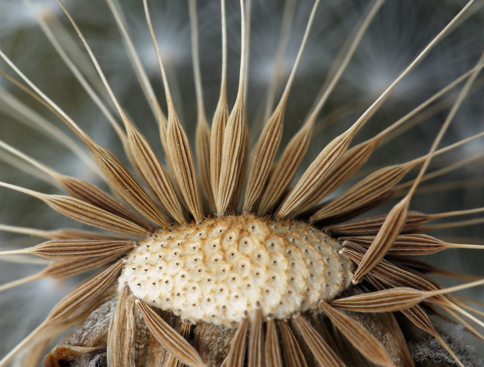 Image of bigflower agoseris