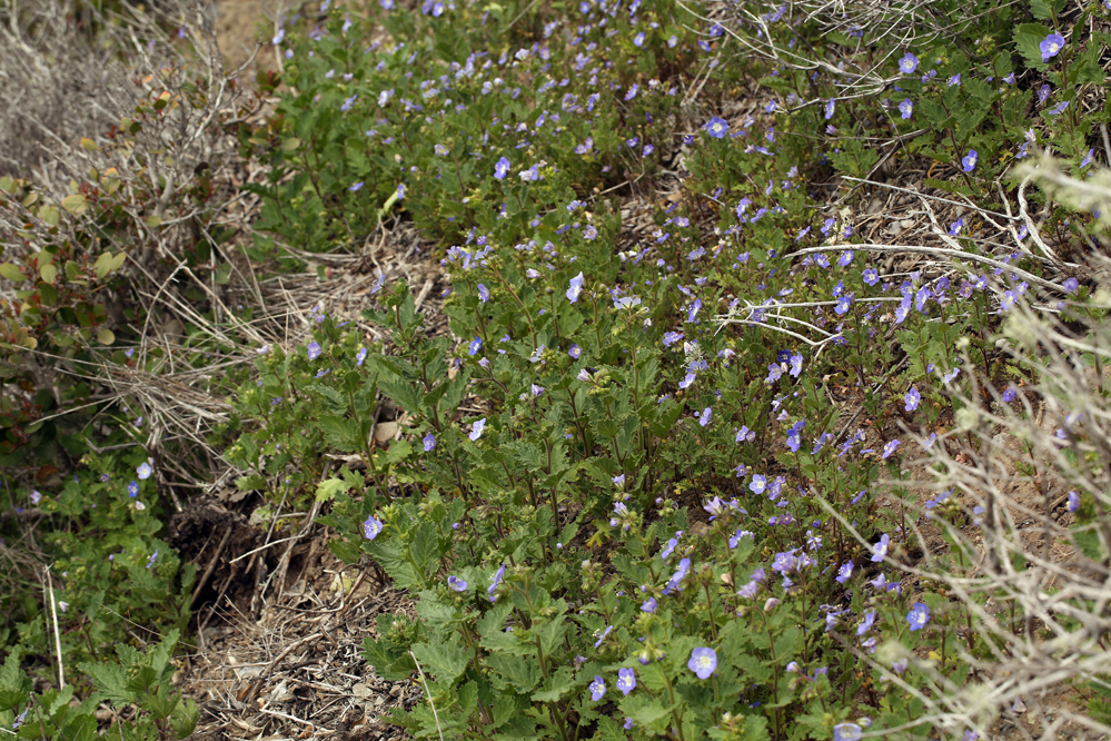 Image of tacky phacelia