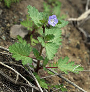 Image of tacky phacelia