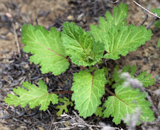 Image of tacky phacelia