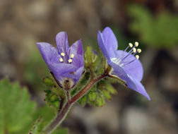 Image of tacky phacelia